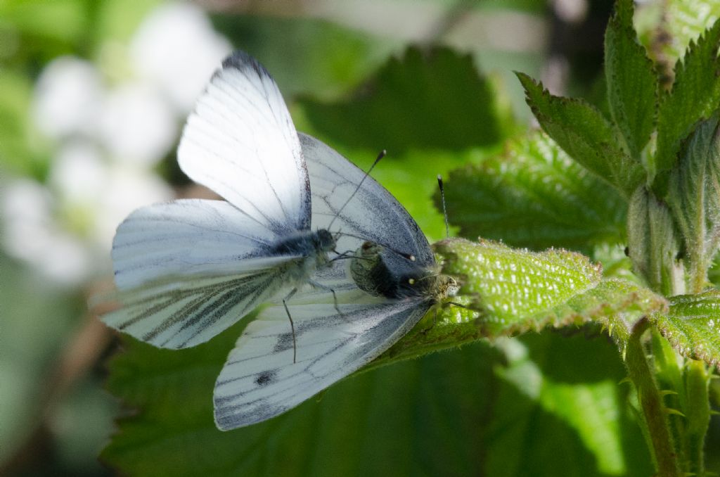 Pieris